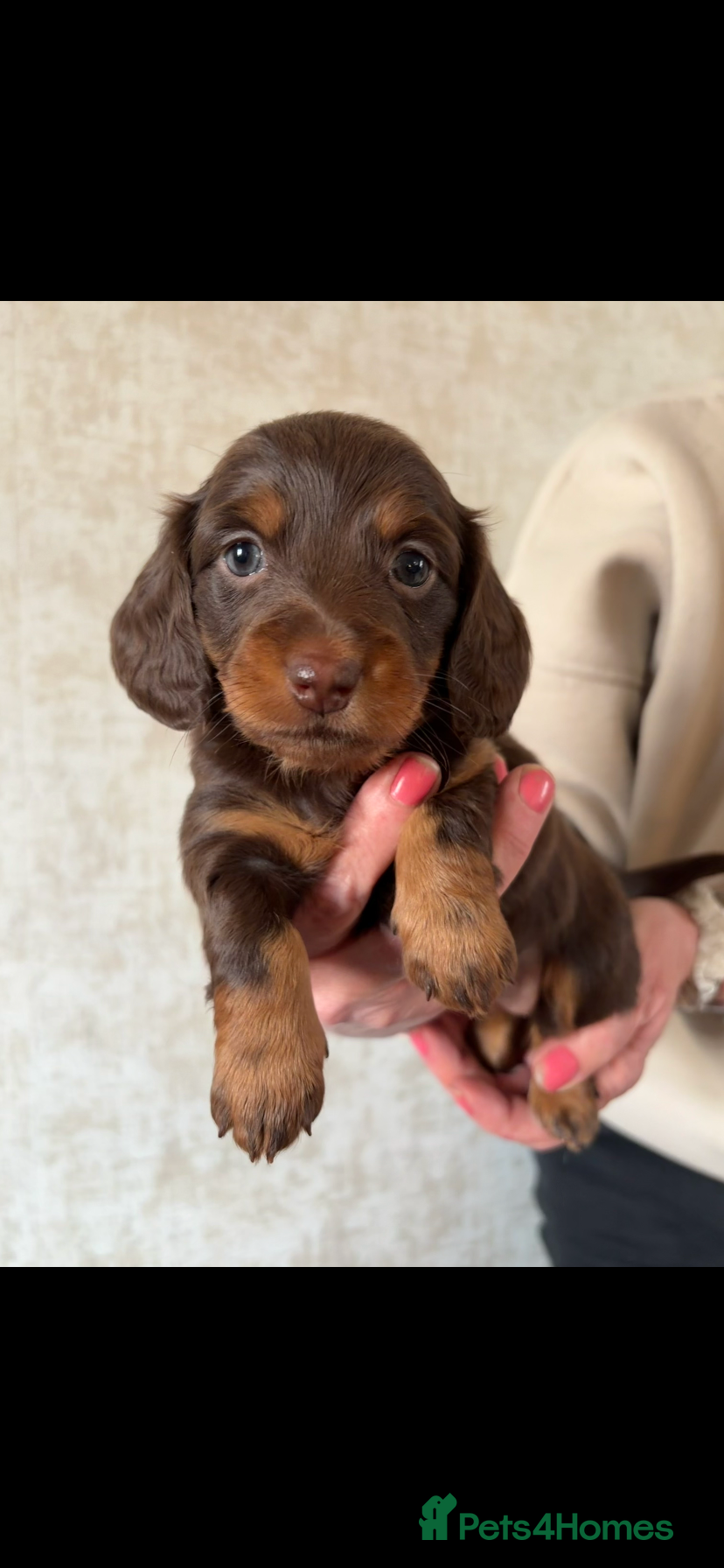 Dachshund dogs Miniature pedigree dachshund puppies  - Advert 11