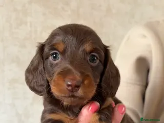 Dachshund dogs Miniature pedigree dachshund puppies - Advert 11