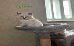 Ragdoll cats for sale: 2 male Blue point Ragdoll kittens available now - Image 6