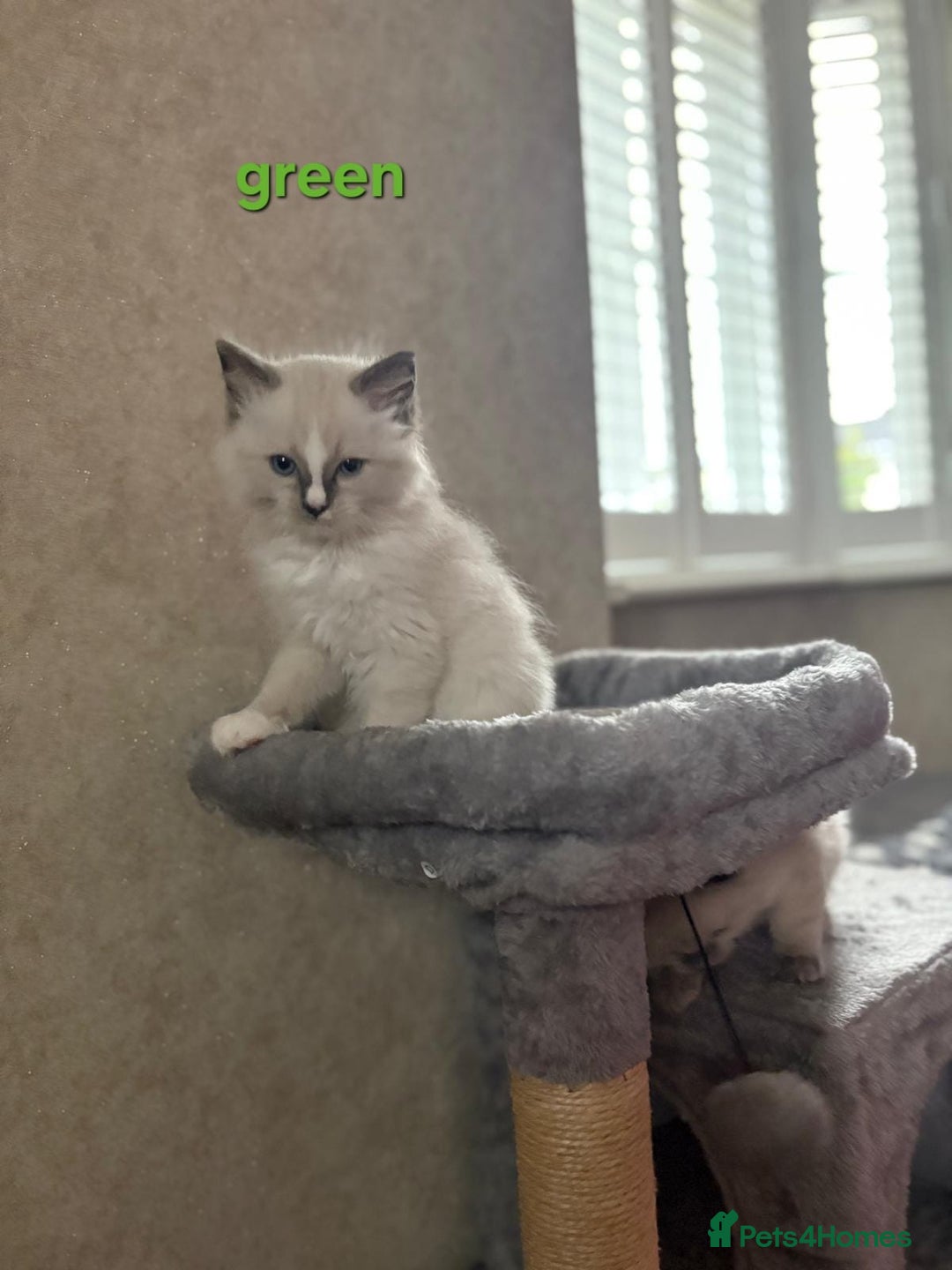 Ragdoll cats for sale: 2 male Blue point Ragdoll kittens available now - Image 6