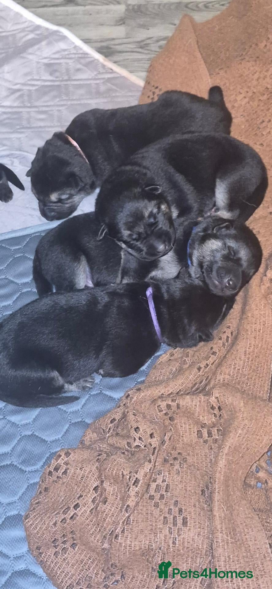 German Shepherd dogs for sale: East European Shepherd  - Advert 2