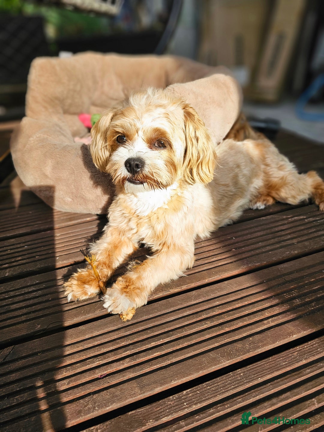 Maltese dogs for sale: Maltipoo Gorgeous Girl  - Image 2