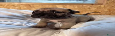 Boerboel Puppy 1