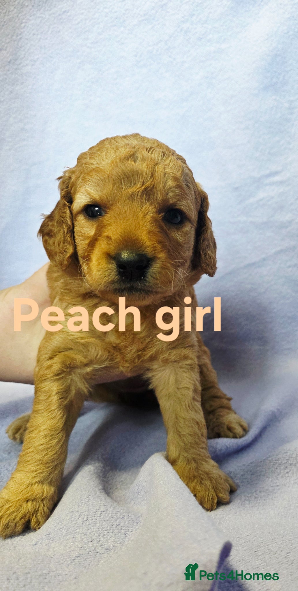 Mini Goldendoodle dogs for sale: Mini F1B Goldendoodles in Ballymoney - Advert 16