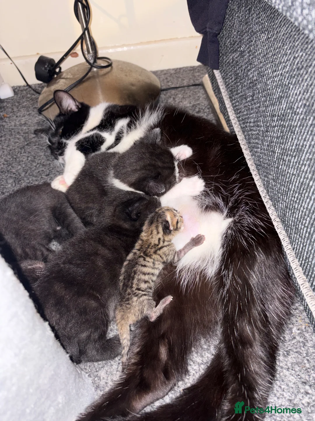 British Shorthair cats for sale: Black kittens - Advert 6