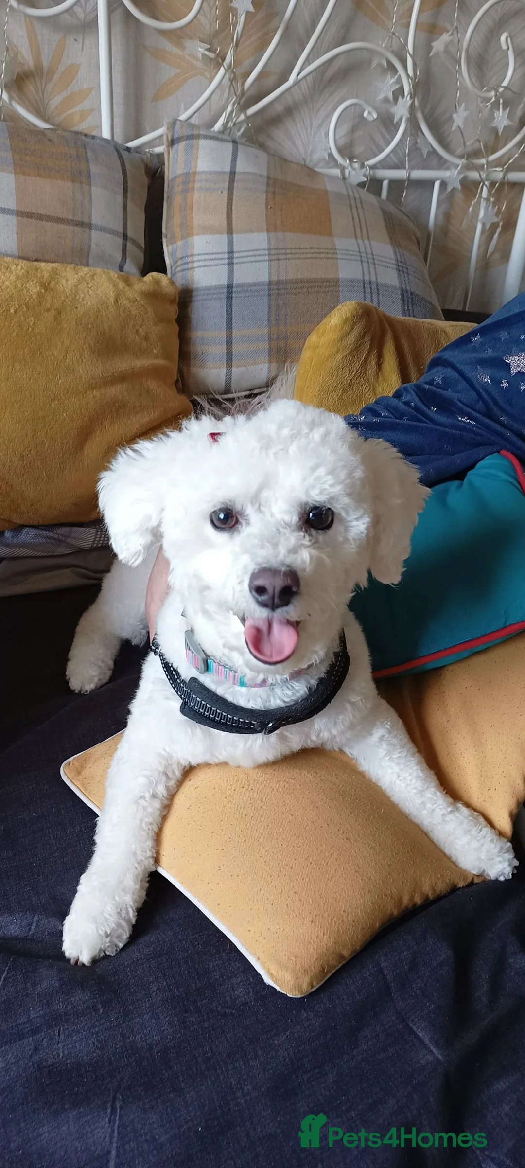 Poochon dogs for sale: F1 Poochon Puppies - Advert 2