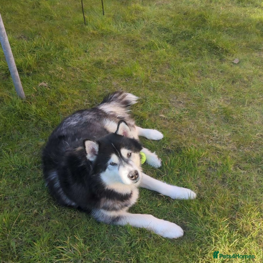 Alaskan Malamute dogs for stud: Alaskan Malamute husky cross available for stud in Greenock - Image 4
