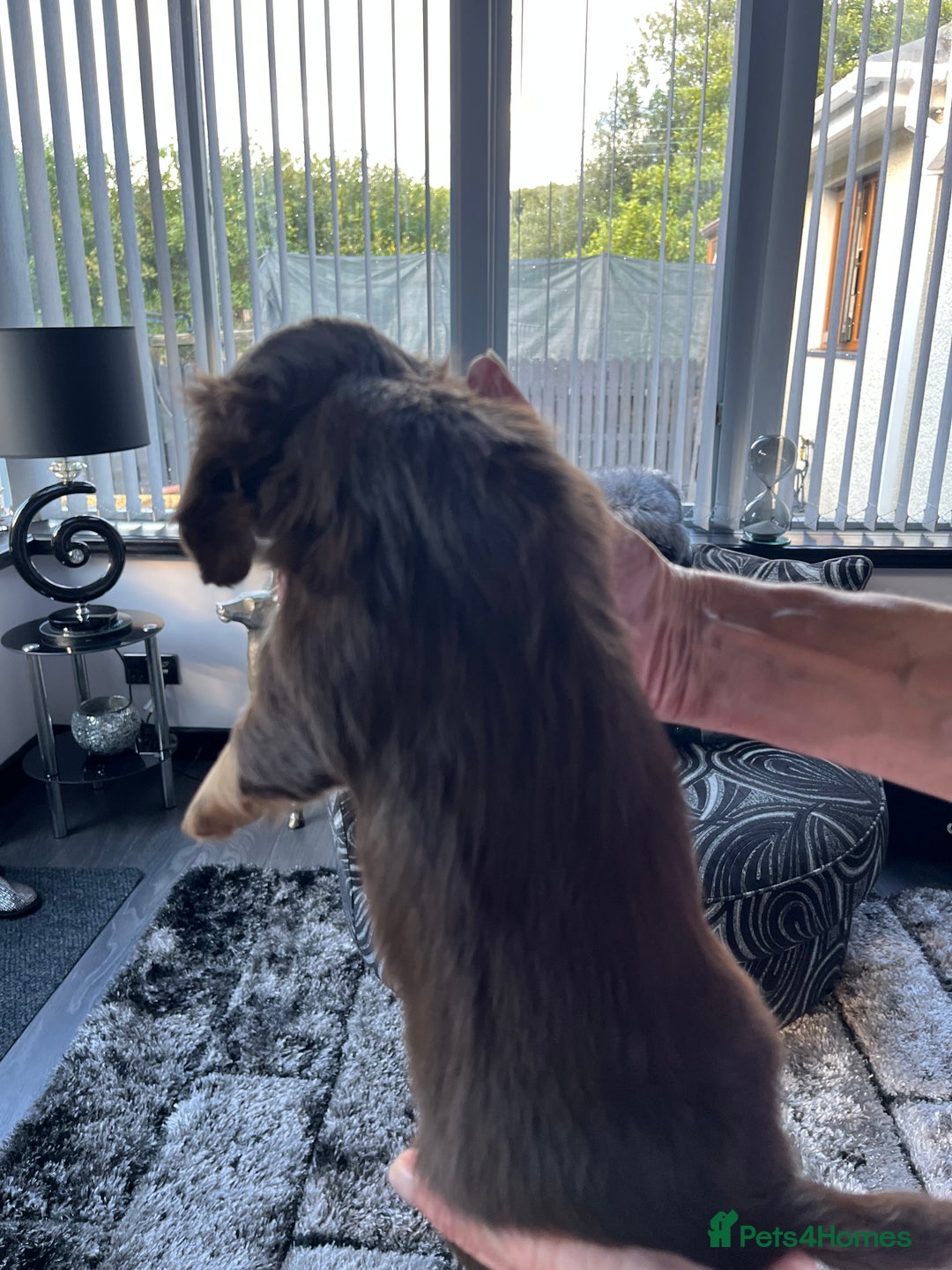 Dachshund dogs for sale: Stunning long haired miniature daxi puppies    - Image 18