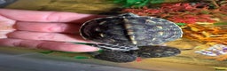 Turtle reptiles for sale: Turtles  - Advert 7