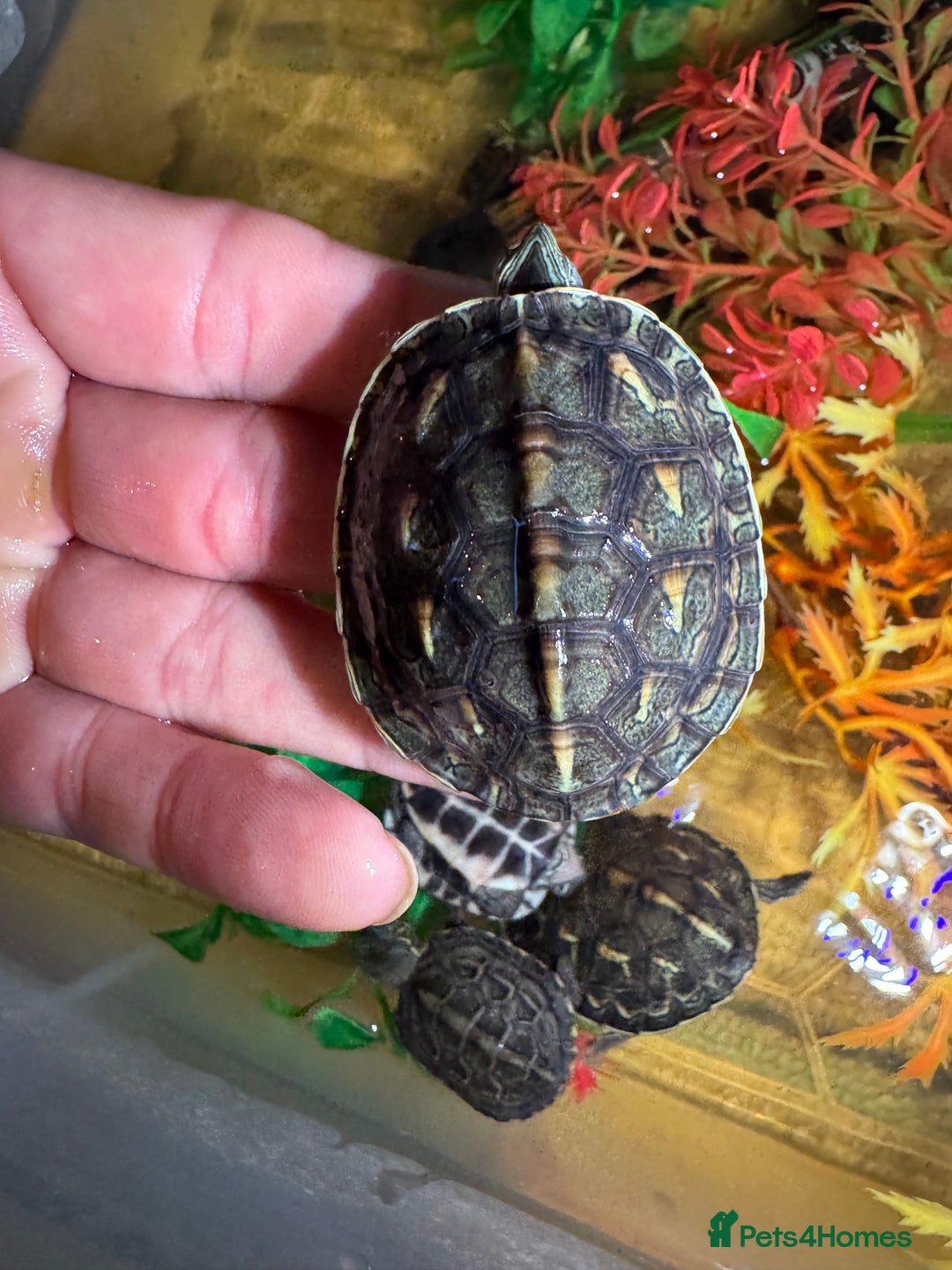 Turtle reptiles for sale: Turtles  - Advert 7