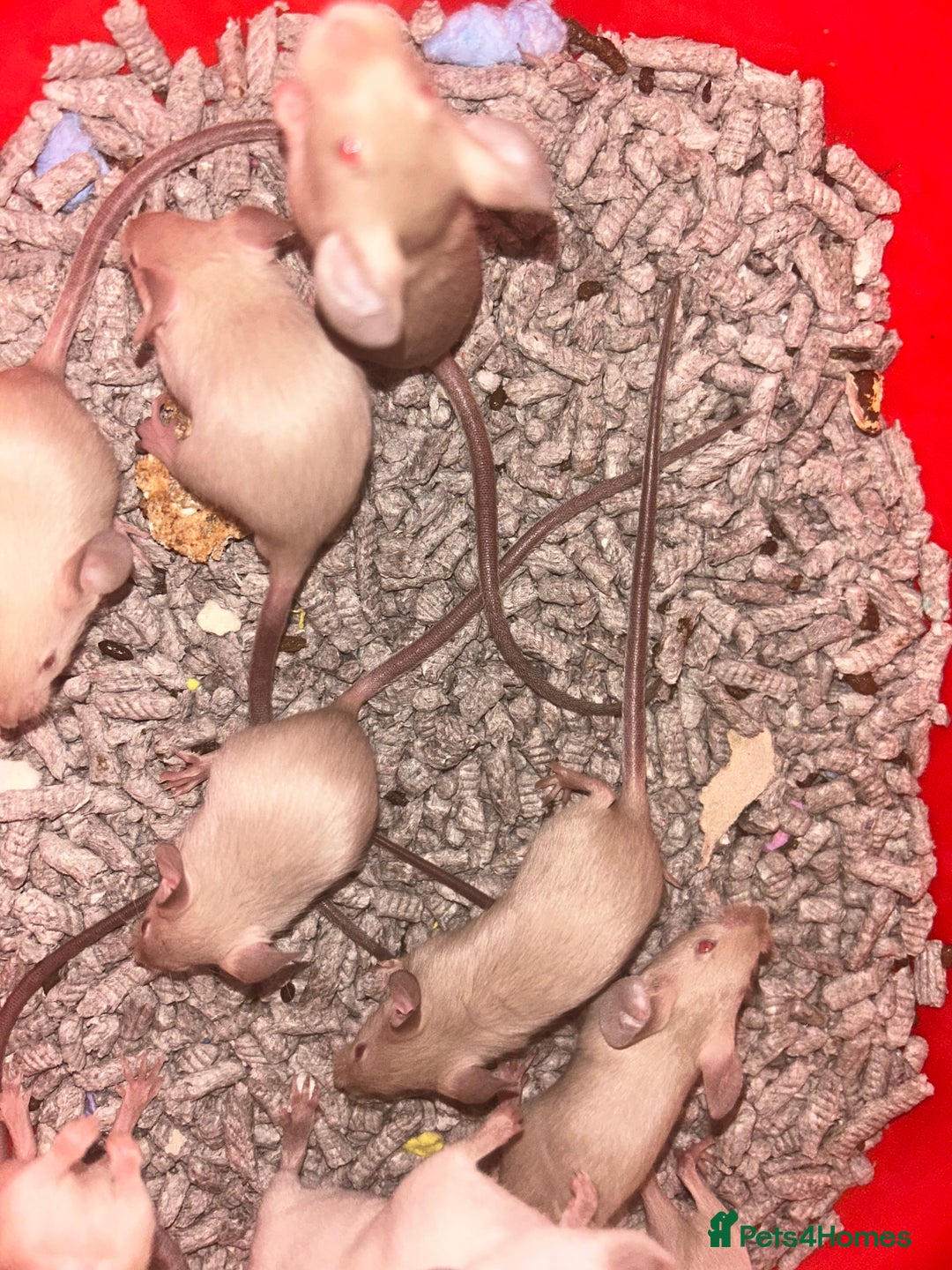 Mouse rodents for sale: Siamese baby mice  - Image 5