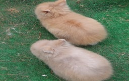 Lionhead rabbits for sale: Beautiful Double Maned Lionhead Babies - Image 11