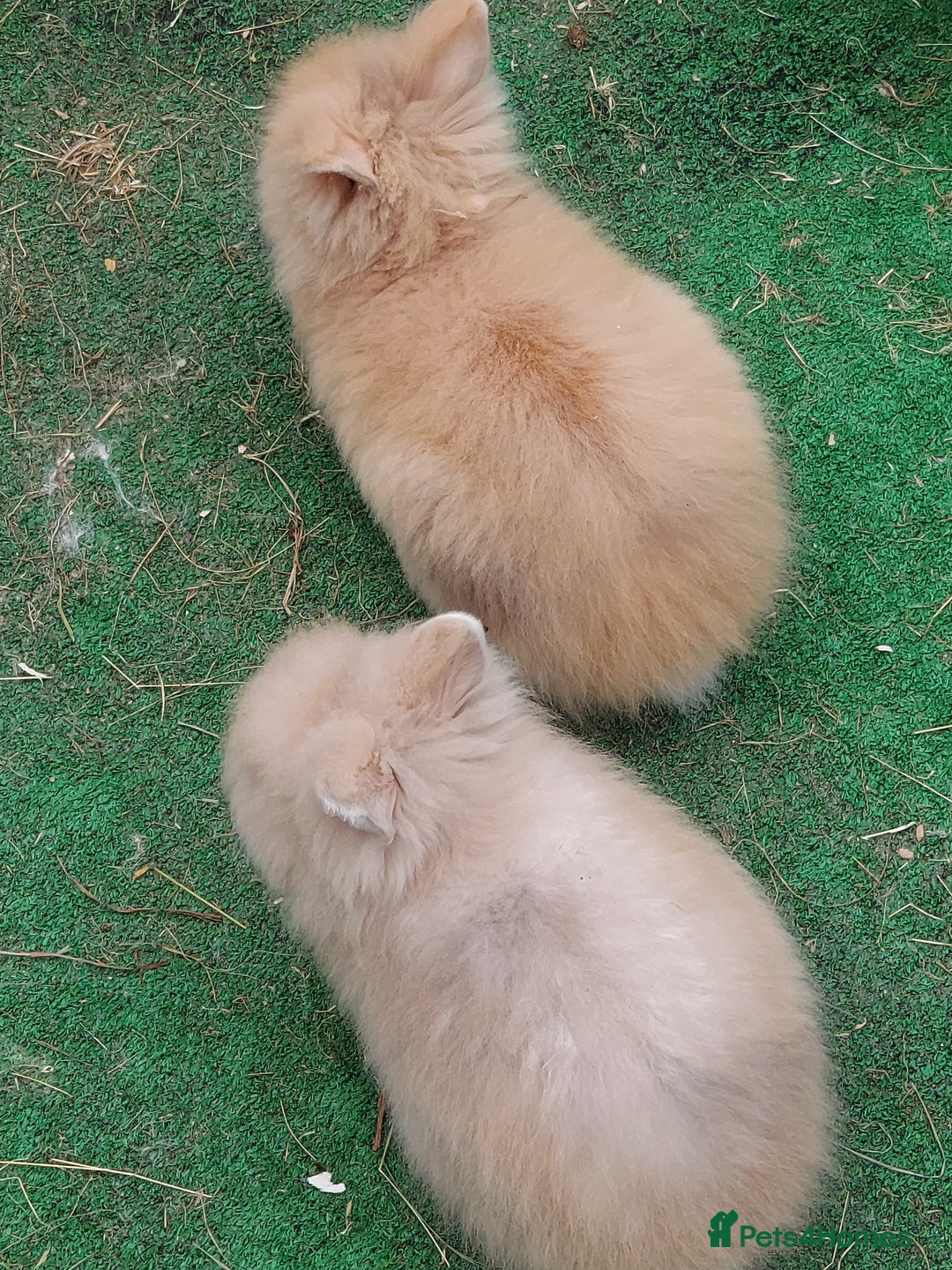 Lionhead rabbits for sale: Beautiful Double Maned Lionhead Babies - Image 11