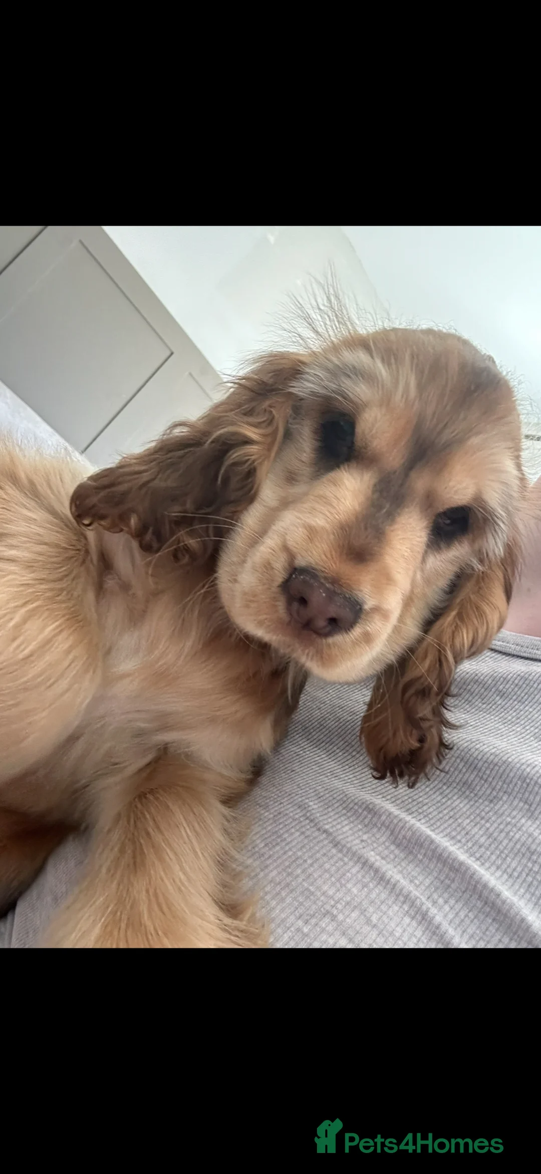 Cocker Spaniel dogs for sale: Stunning show cocker spaniel  - Advert 2