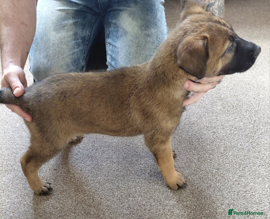 Belgian Shepherd Dog dogs for sale:  beautiful belgain mali only 1 left - Advert 6