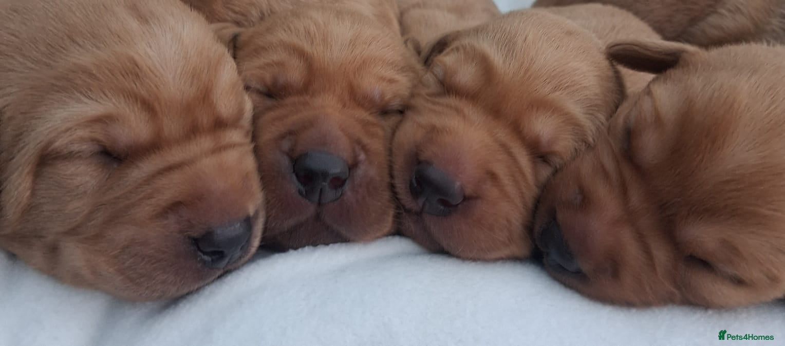 Labrador Retriever dogs Fox red KC registered labrador pups - Advert 2