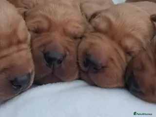 Labrador Retriever dogs Fox red KC registered labrador pups - Advert 2