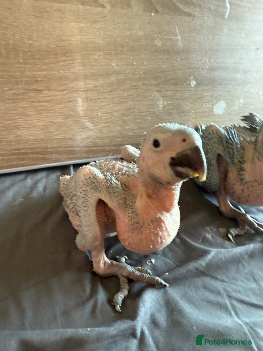 Macaws birds for sale: Blue and gold macaw baby's ,hand rear opportunity  - Image 3