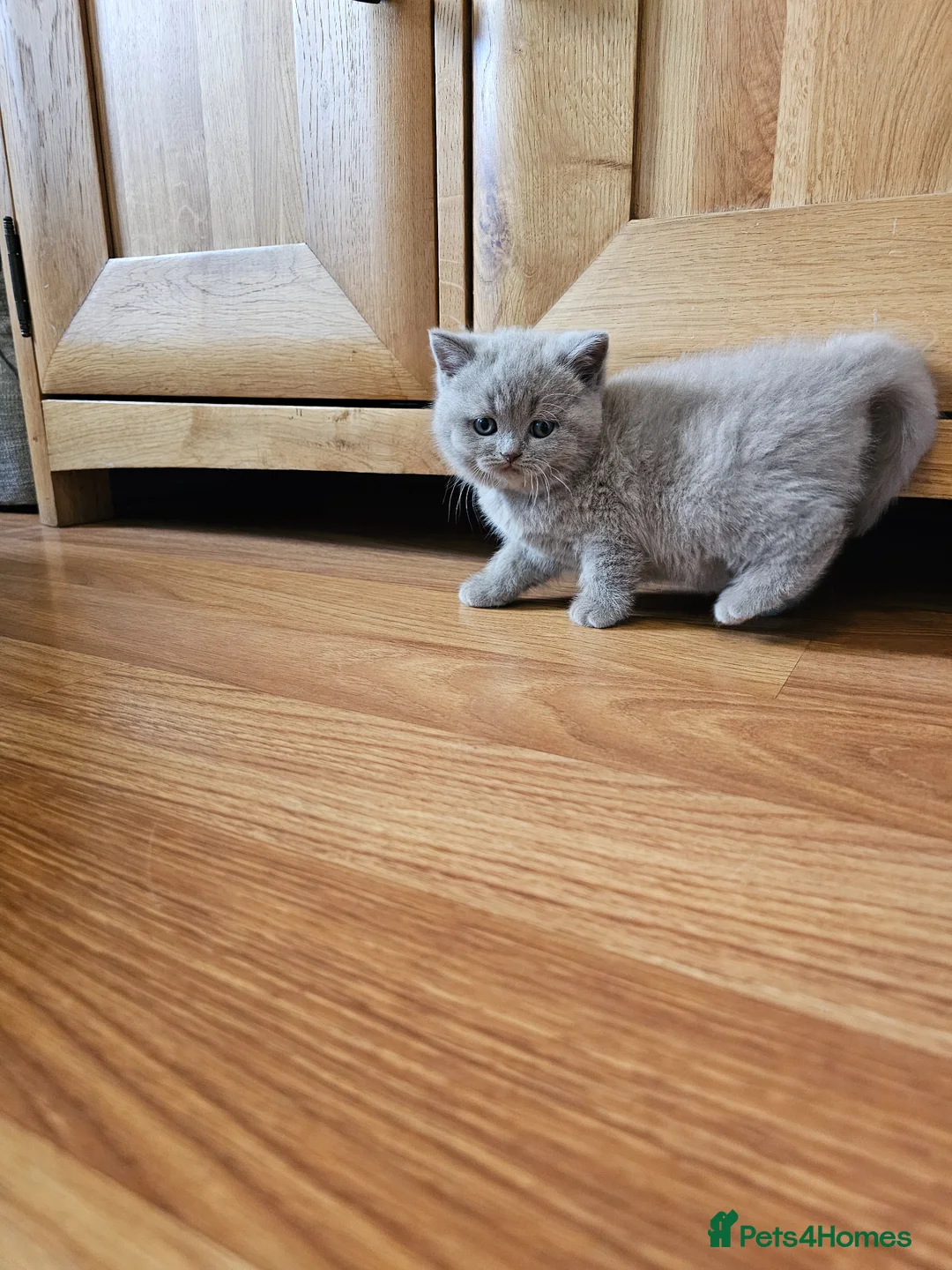 British Shorthair cats for sale: British shorthair kittens  - Advert 2