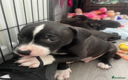 Staffordshire Bull Terrier dogs for sale: Sold  - Image 9