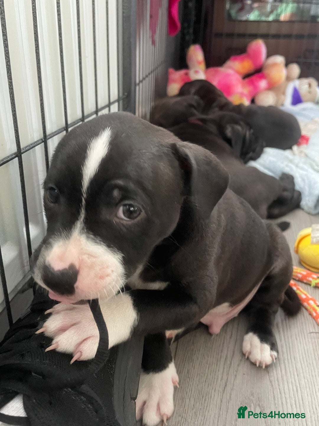 Staffordshire Bull Terrier dogs for sale: Sold  - Image 9