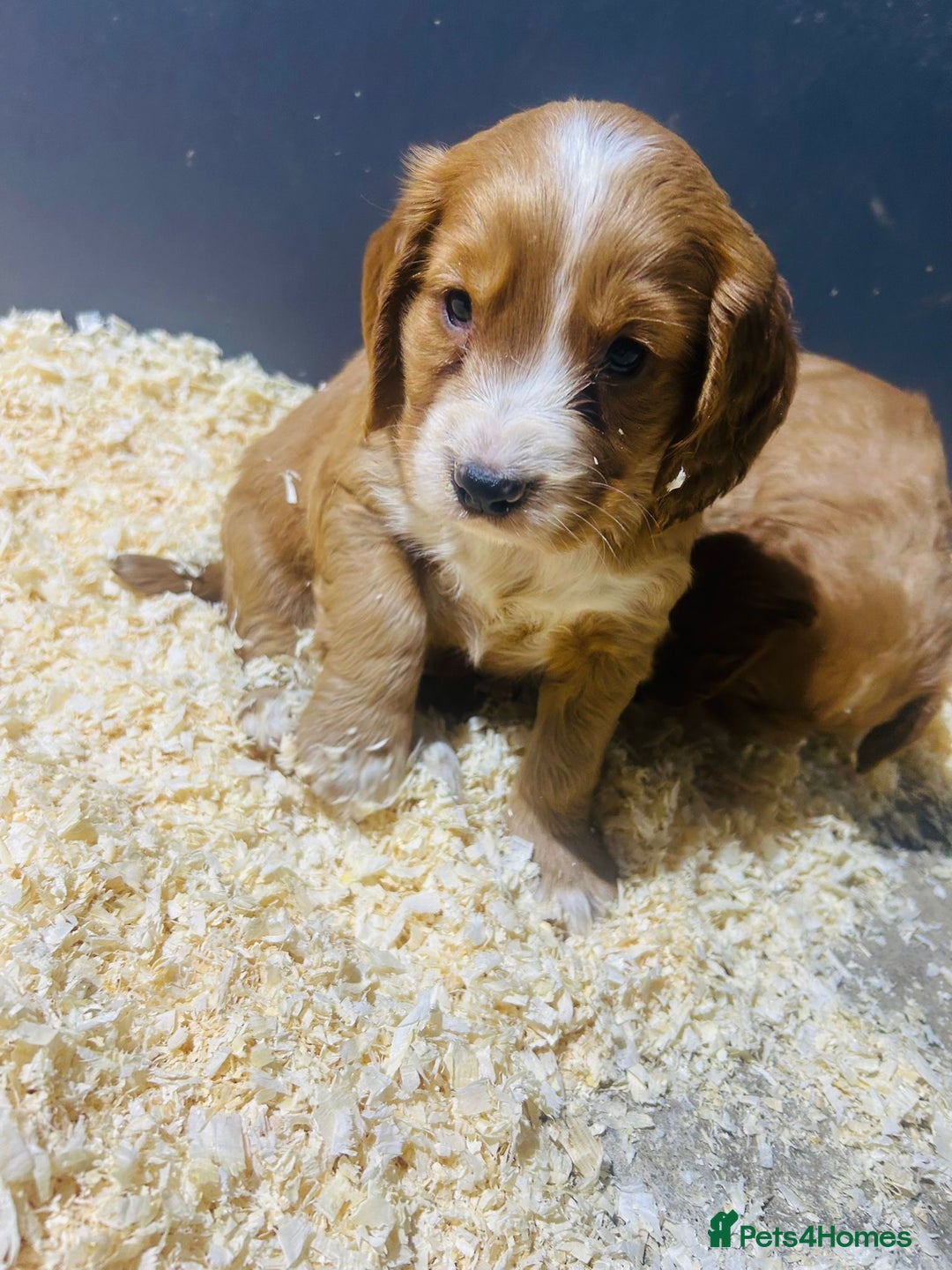 Cocker Spaniel dogs for sale: Outstanding litter of cocker spaniel puppies  - Advert 5