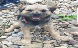 Border Terrier dogs for stud: Border Terrier for Stud - Image 4