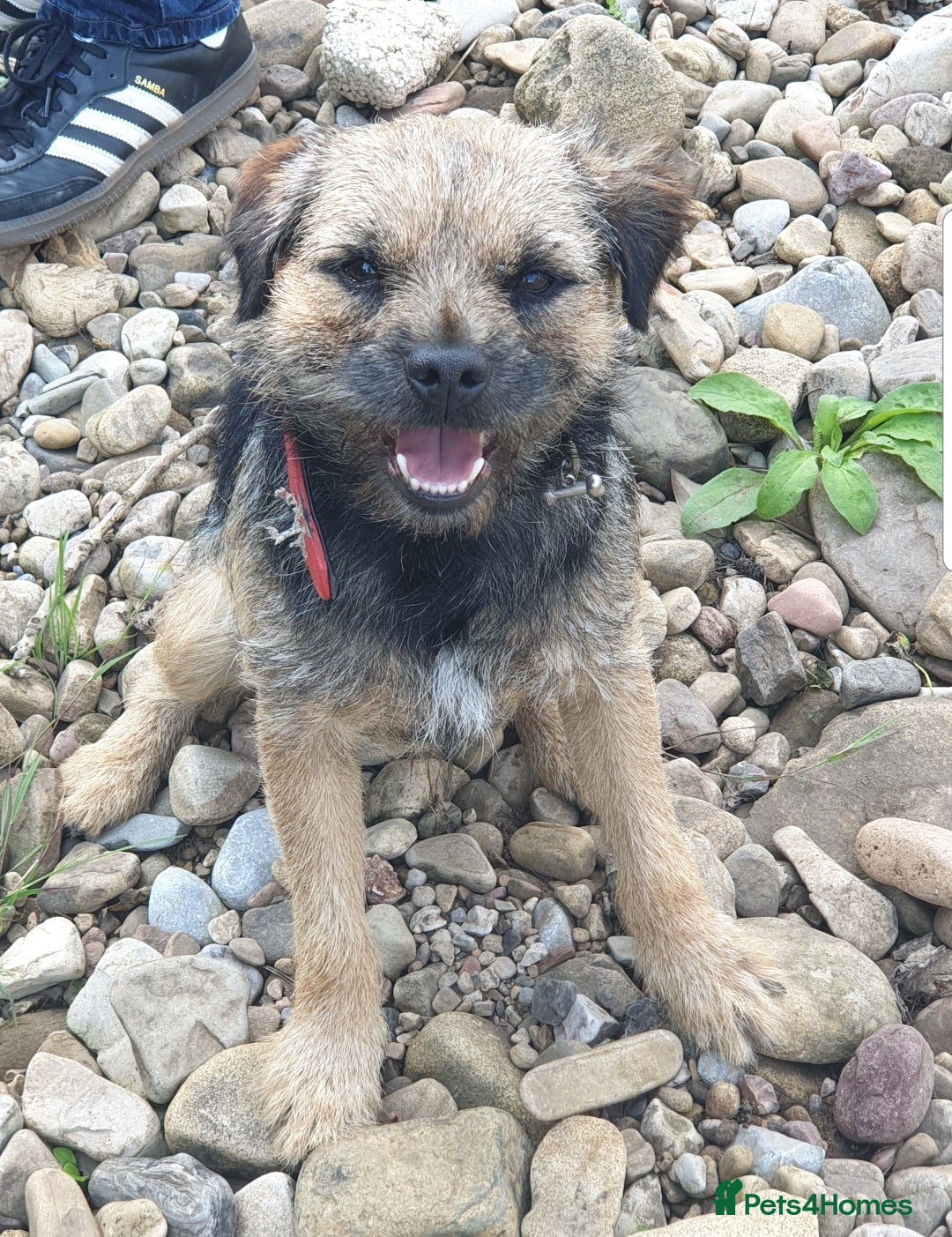 Border Terrier dogs for stud: Border Terrier for Stud - Image 4