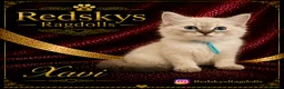 Ragdoll cats for sale: Stunning Ragdoll Kittens for Sale - Advert 8