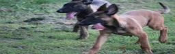Belgian Shepherd Dog dogs for sale: Pups from world champion CHANCE - Advert 21