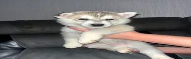 Siberian Husky 5