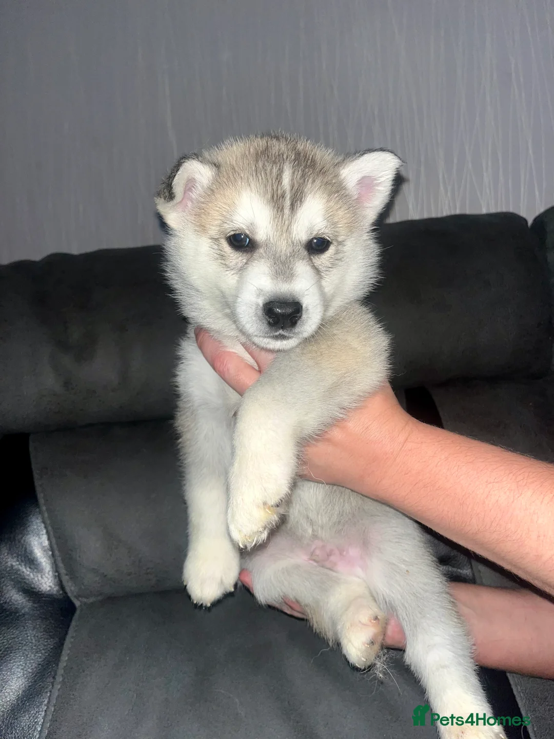Siberian Husky dogs for sale: 8 Siberian Husky pups - Advert 2