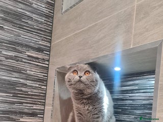 Scottish Fold cats Ell profile - Advert 11