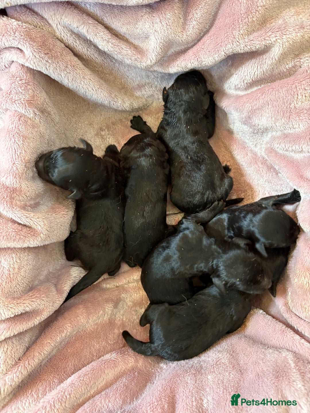 Bernedoodle dogs for sale: f1 St Berdoodle Pups - Image 5