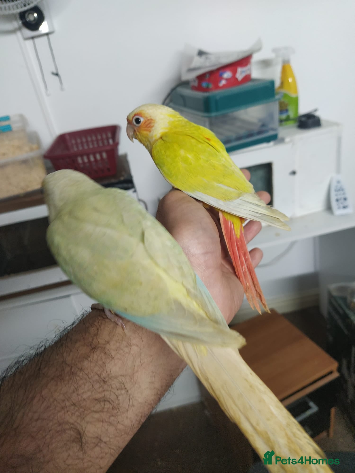Conures birds Hand reared tame conure and kakarikis  - Advert 14
