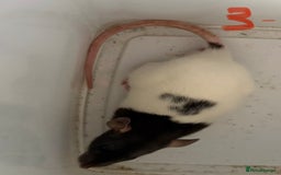 Rat rodents for sale: Mixed baby rats  - Image 3