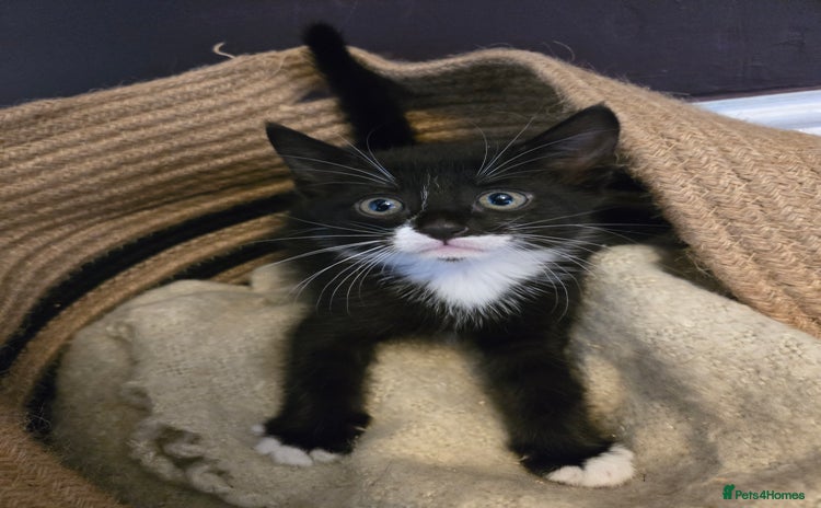 Mixed Breed cats - Advert 2