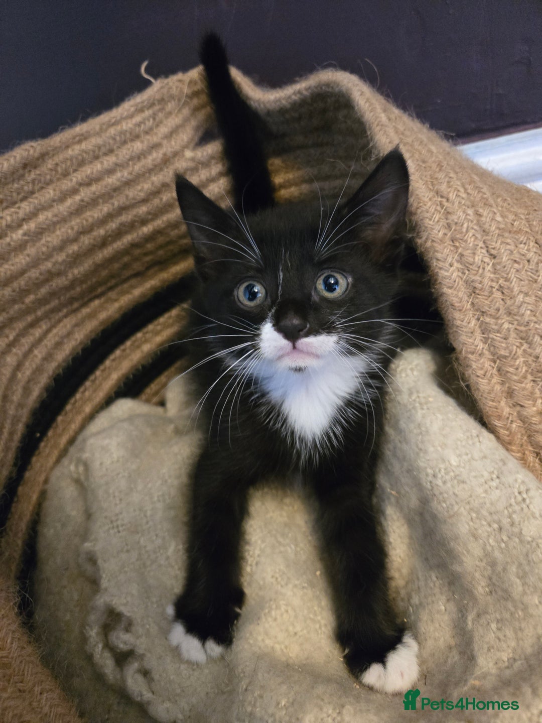 Mixed Breed cats for sale: Beautiful Black and White Kittens  - Image 1