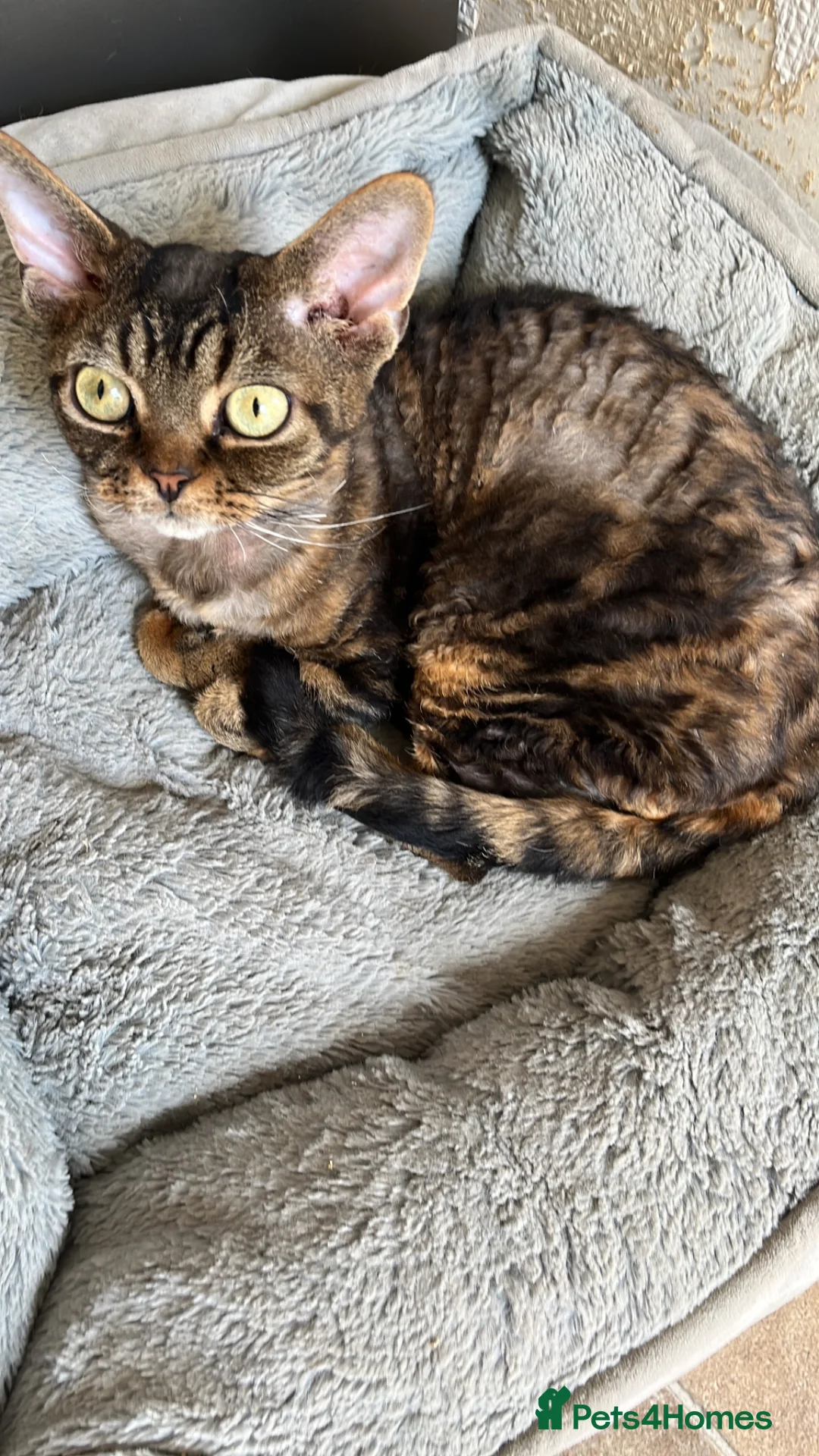 Devon Rex cats for sale: Two Devon Rex boys - Advert 16