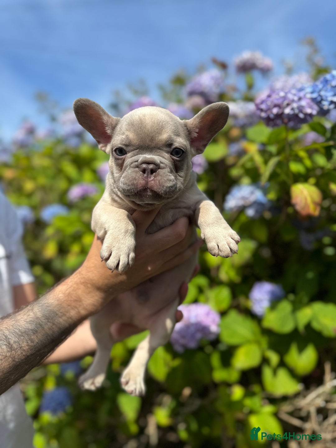 French Bulldog dogs for sale: Quality lilac Merle French bulldogs  - Image 6