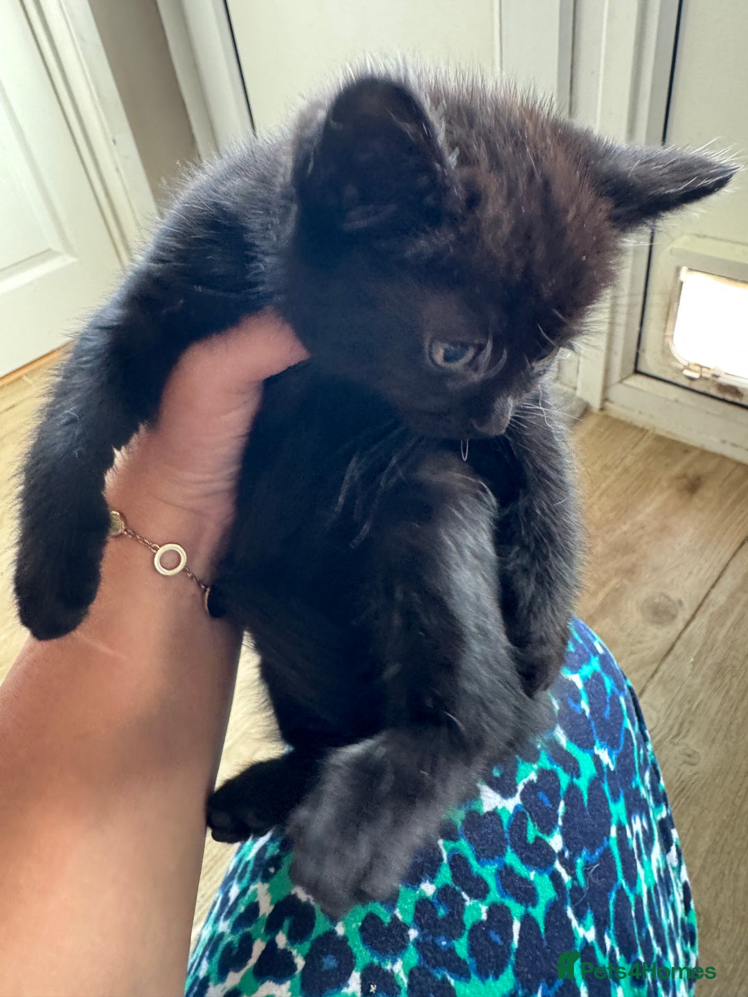 Mixed Breed cats for sale: Gorgeous Ragdoll Mix Kittens Ready for Loving Home - Image 14