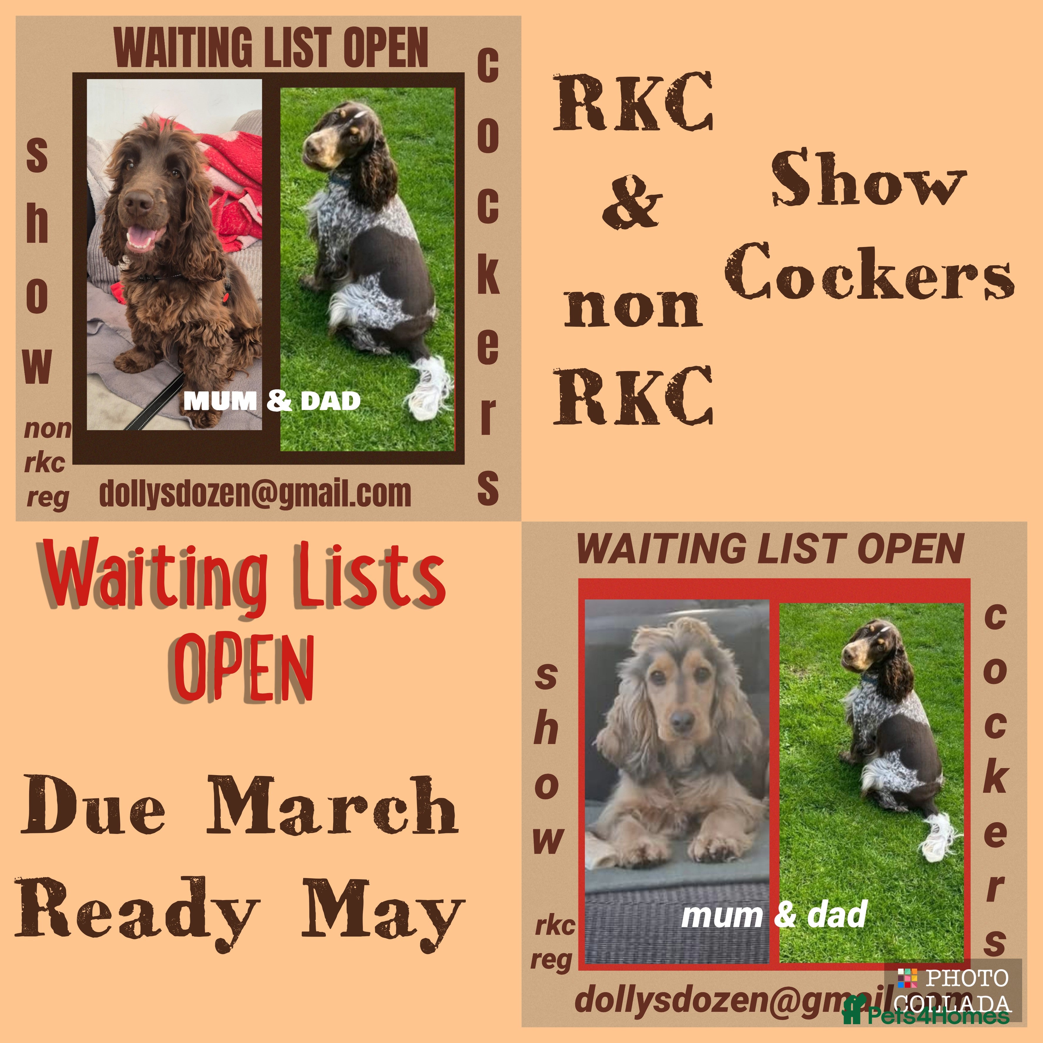 Cocker Spaniel dogs Show Cockers ~ WAITING LISTS OPENED ~ 2 LITTERS  - Advert 10