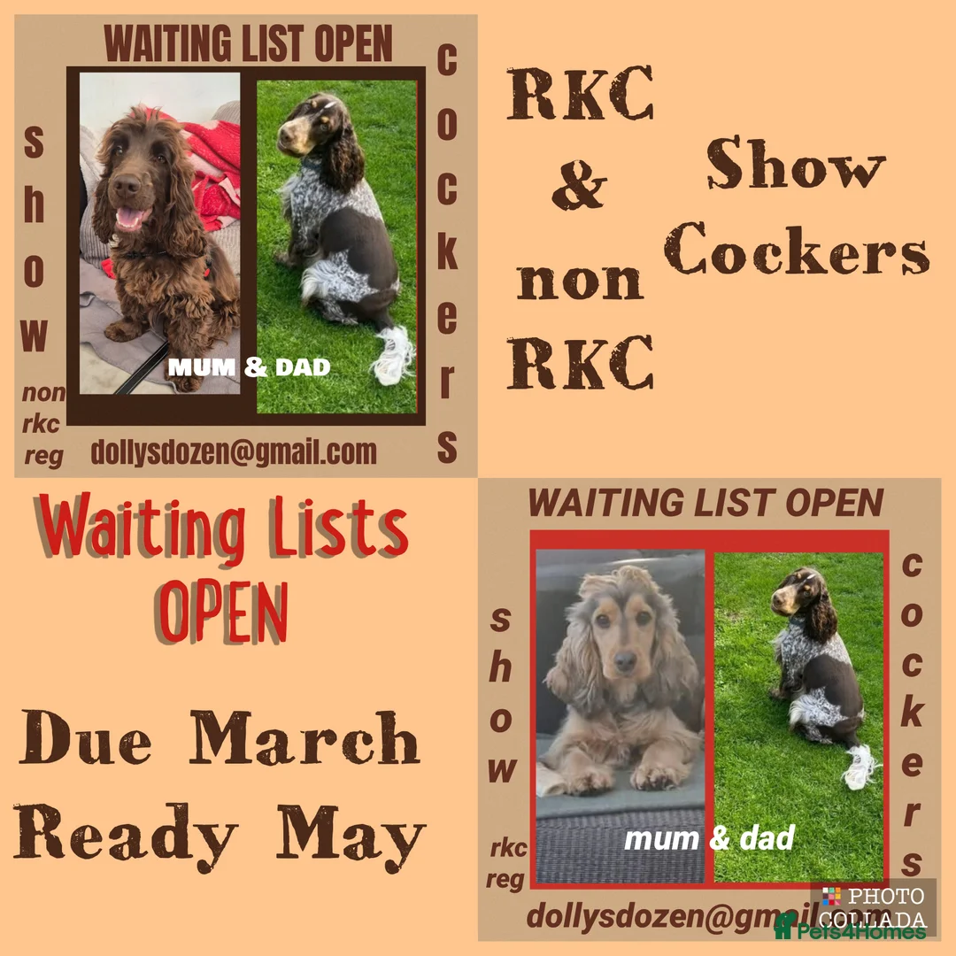 Cocker Spaniel dogs for sale: Show Cockers ~ WAITING LISTS OPENED ~ 2 LITTERS  - Advert 1