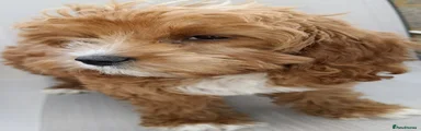 Cavapoo 2
