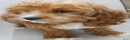 Cavapoo dogs for sale: F1 Cavapoo Puppies Available Now  - Advert 2