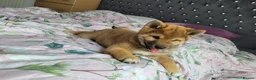 Japanese Shiba Inu dogs for sale: Japan Shiba inu  - Advert 4