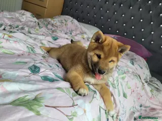 Japanese Shiba Inu dogs Japan Shiba inu - Advert 3