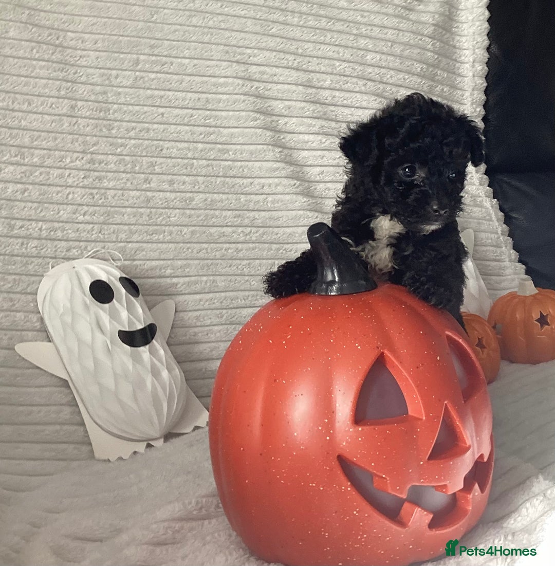 Jackapoo dogs for sale: 2 Toy poodle 3/4 Boys - Image 2