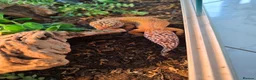 Leopard Gecko reptiles for sale: Leopard Gecko with 4ftx2ft Vivarium in Chatham - Advert 5