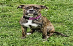 Mixed Breed dogs for sale: Gorgeous Boxer Cross - Female in Newark - Image 1